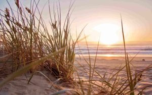 Green Grass on sand overlooking body of water, florida beach