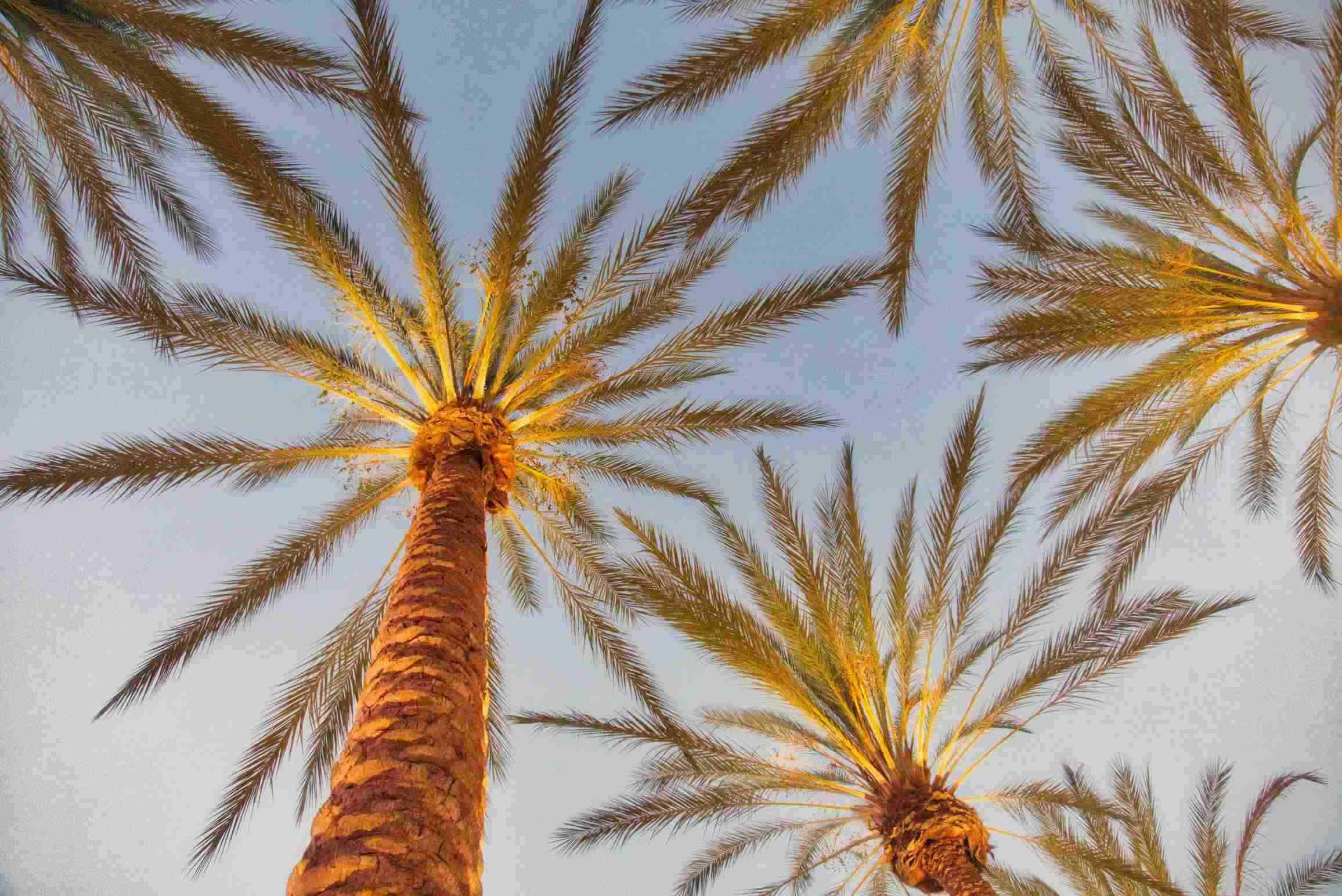View of Palm Trees. Roseville, California