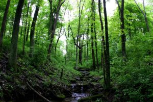 Green trees in a lush forest saved by increased environmental conservation efforts.