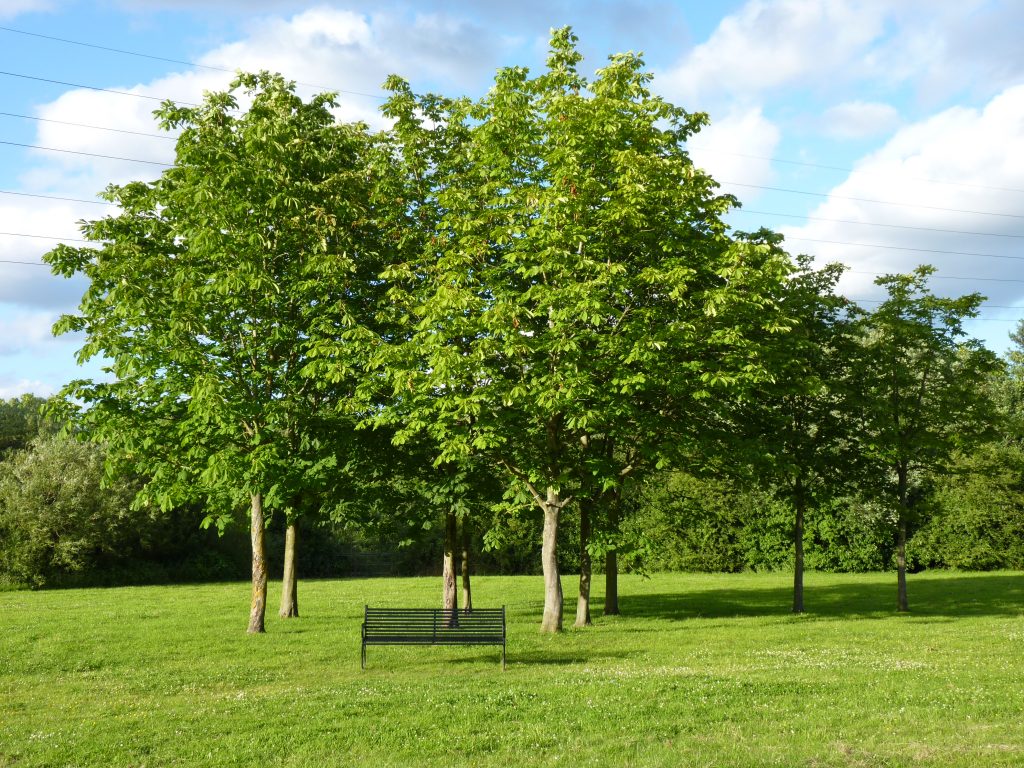 tree management - Geographic Technologies Group